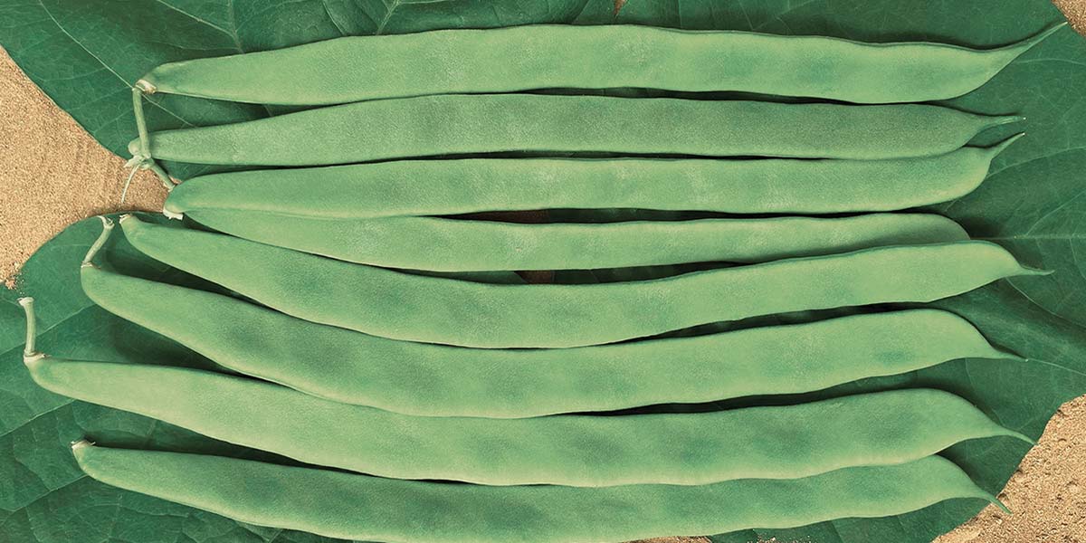 Fagioli piatti rampicanti, la nuova gamma di Blumen Vegetable Seeds